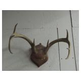 Deer Antler Mount