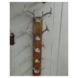 Deer Antler Display