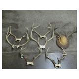 Deer Antler Collection