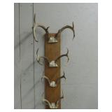 Deer Antler Display