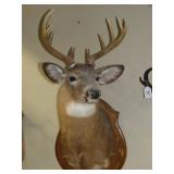 Whitetail Buck Shoulder Mount