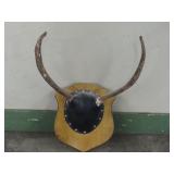 Spike Deer Antler Mount