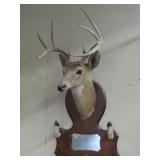Whitetail Deer Shoulder Mount