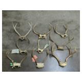 Deer Antler Collection