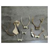 Deer Antler Collection