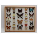 Penang Butterfly Farm Specimen Display