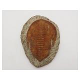 Trilobite Fossil