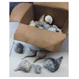Assorted Seashells