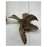 Mounted Duck Taxidermy