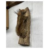 Taxidermy Squirrel Mount