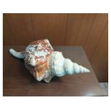 Large Spiral Sea Shell