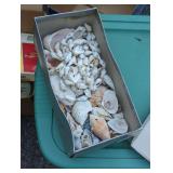Sea Shells
