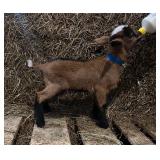 Nigerian Dwarf buck kid born 3/9/26