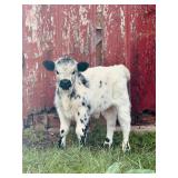 Oscar is a mini Highland Cross x British White