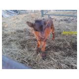 'Jemima': heifer calf, DOB: 3/18/26. Currently 22'