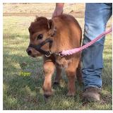 'Piper': heifer calf, DOB: 3/10/26. Currently 22'