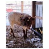 8 month old Texas Longhorn heifer