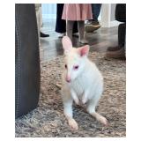 8 1/2 Month Old Male White Wallaby