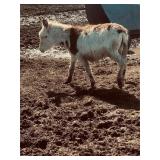 Daphne a 10 month old Jenny with blue eyes 39'