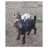 Black dapple can be ABGA registered at 50%.