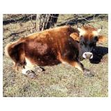 32 inch 2 year old pure mini jersey bull.