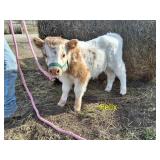 'Felix': bull calf, DOB: 3/12/26. Currently 27'