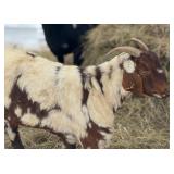 2 year old doe had been running with dapple Billy