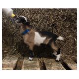 Nigerian Dwarf buck kid born 3/10/26