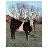 Trixie is a Mini Panda/British White