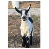 Shepherd Hollow Vic's Rebel ADGA Buckling