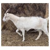 Commercial Lamancha Doe. DOB 3/10/24 calm & loving