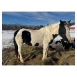 Deliliah 19y/o black and white mare. Kids horses