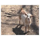 Micro Mini Blue Eyed Nigerian Dwarf Billy Goat
