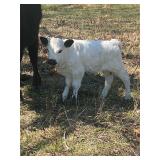 Mini white park/dexter heifer. Parents are 36' 37'