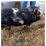 Ivy 1 year old female kune kune super friendly