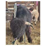 Tiny Mini Highlander Super Fluffy, Halter broke.