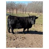 6 yr old Highland cross cow. Suspected chondro