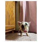 9 week old male kune kune piglet