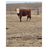 Registered 6y/o Mini Hereford Cow