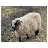 Registered F1 Valaise Ewe, extremely gentle,