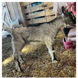 Shepherd Hollow HEN Winchester, ADGA buckling