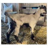 Shepherd Hollow Vic's Dreamgirl, ADGA Doeling