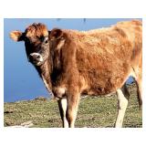 1 year 5 month old naturally polled heifer