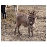 Baby Miniature Jenny Donkey out of 32' parents