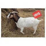 Iris maybe a mixed mutt but she was a great mom