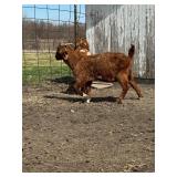 Yearling Red Boer Doe, ready to breed