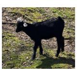 Baby Mini Nubian Billy Baby Miniature Nubian.