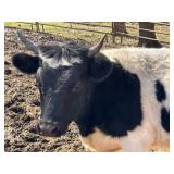 Mid-size mini heifer 'Freya' 44' at the hip