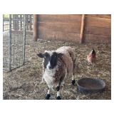 Registered Harlequin Ewe