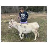 Gorgeous spotted Miniature Jenny donkey Exposed